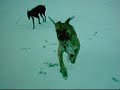 my lovely dogs playing in the snow my lovely dogs playing in the snow