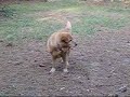 Yellow.mp4