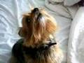 Howling Yorkie