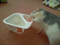 videos de Rats eating yoghurt