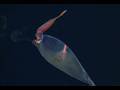 Anthology of Deep Sea Squids