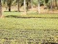 sujalam-sufalam.AVI