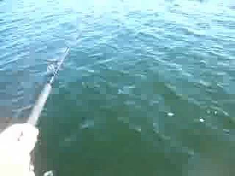 102lb nile perch caught on lake ...