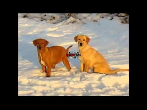 Lexi’s Yellow Lab, and Fox Red Lab Male puppies