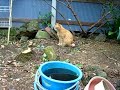 猫の手帖の取材「ラッキー編」