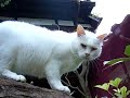 猫の手帖の取材「ラッキー編」
