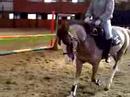Kerry Doing Flatwork