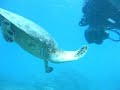Hanauma Hawaii turtle ??