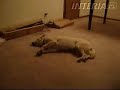 Zdaje mi sie że go jakiś pit bull w snie gonił:)