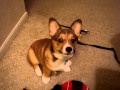 Butterball Puppy Footage - 1 Million Views