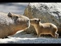 GIANT hamsters eating a log !!!