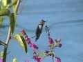 Hummers in my Garden