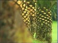 Golf Holiday Novo Sancti Petri Golf Club GolfShots? Video