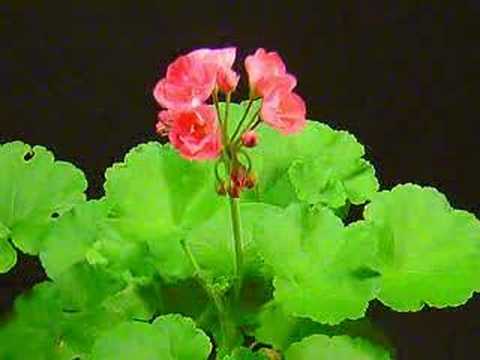 Time Lapse Blooming of a Geranium