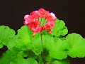 Time Lapse Blooming of a Geranium