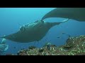 Mantas At Lankan Maldives Oct09