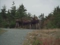 Moose encounter in Pippy Park