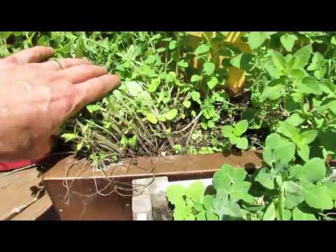 how to transplant oregano