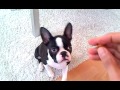 Boston Terrier