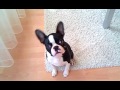 Boston Terrier