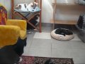 La chatterie