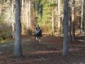 Lightening - 3 yr. old SSH gelding