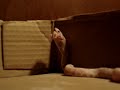 Peachy eats dinner