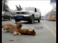 Ver Video