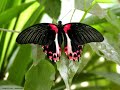 Papillons