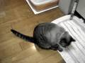 お尻ふきふき 2