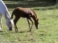videos de Lusitano Filly Enchanted Magica for sale