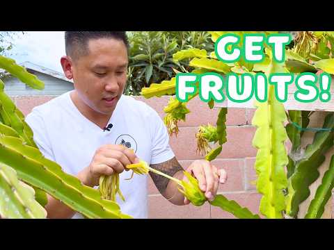 5 Reasons Your Dragon Fruit Isn’t Producing FRUIT Yet!