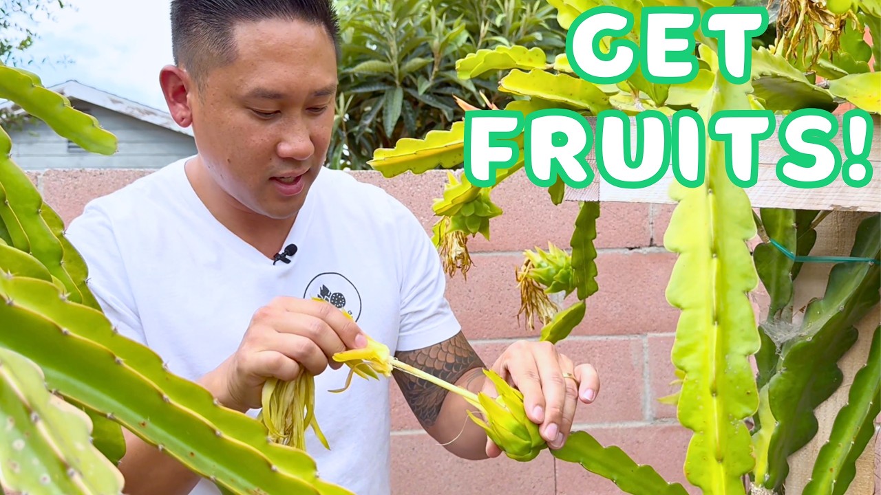 5 Reasons Your Dragon Fruit Isn’t Producing FRUIT Yet!