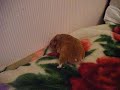My Hammizzle! My Hammizzle!