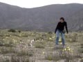 videos de suva
