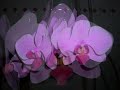 Orquídeas