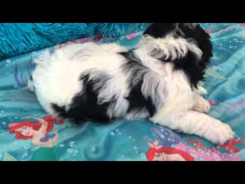 Dallas - Havachon Puppy