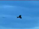 Red Kite