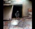 Bird Watch
