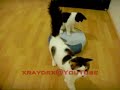 Scooba vs Kitten