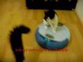 Scooba vs Kitten