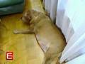 Hilfswerk Austria Fat Pet