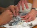 Columbus Peregrine Falcons Get Their Bands
