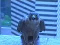 Columbus Peregrine Falcons Get Their Bands