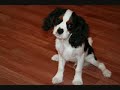Linus - cavalier king charles spaniel puppy