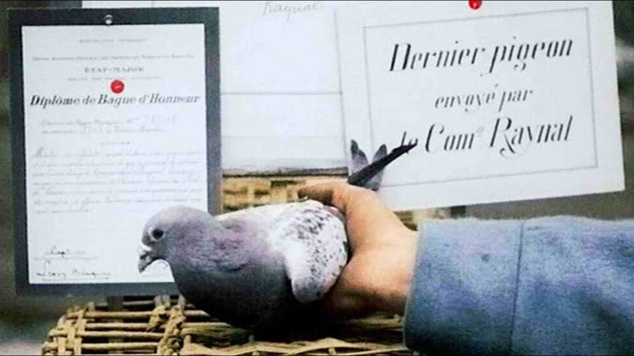 PIGEONS, WORLD WAR I HEROES . One WWI pigeon received the Legion of Honour RING 