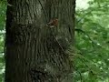 Rondje Roodborstje Rondje Roodborstje