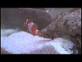 Letus35 Extreme 'Marine Fish' *peterjohnsonmusic.com*