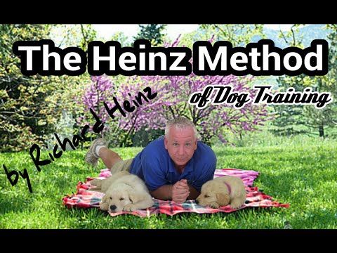 how to train golden retriever puppies