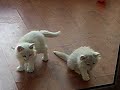 My lovely Kittens (part 1)